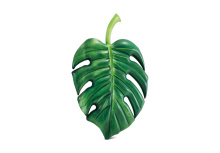 Надувной плотик "Пальмовый лист" 213х142 см (Intex 58782)