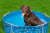 Каркасный бассейн для домашних животных 122х30,5 см Bestway Fetchin' Fun Pet Play Pool (561KM BW)