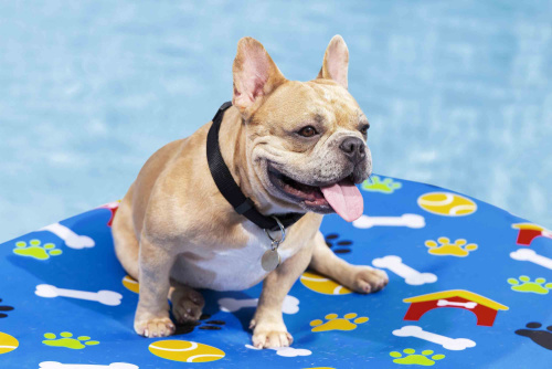 Надувной матрас для питомца, для плавания 156x112 см (Bestway 43849 BW)